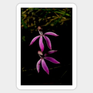 Black Tongue Caladenia Sticker